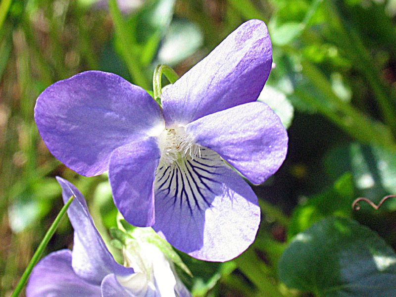Viola riviniana Rchb. / Viola di Rivinus
